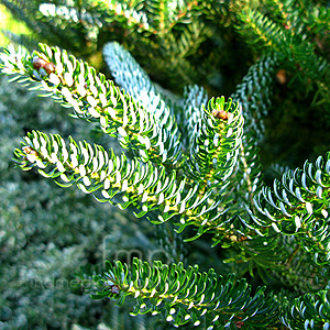 Abies Koreana 'Silberlocke'