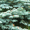 Abies Procera - Glauca Prostata