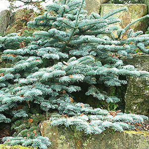 Abies Procera 'Glauca Prostata' - Blue Fur