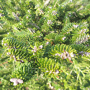 Abies Koreana - Korean Fur