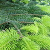 Abies Nordmanniana