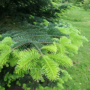 Abies Nordmanniana - Caucasian Fur