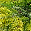 Abies Nordmannianna - Golden Spreader