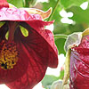 Abutilon - Nabob