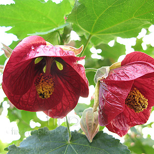 Abutilon 'Nabob' - Abutilon, Flowering Maple