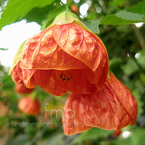 Abutilon 'Pictum' - Abutilon, Flowering Maple