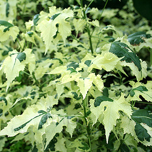 Abutilon Savitzii - Abutilon