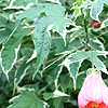 Abutilon - Souvenir de Bonn