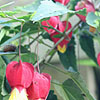 Abutilon Megapotamicum - Wisley Red