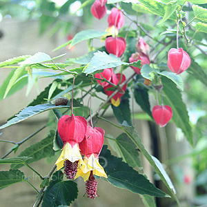 Abutilon Megapotamicum 'Wisley Red' - Abutilon