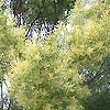 Acacia Boormanii