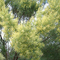 Acacia Boormanii