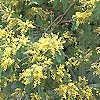 Acacia Dealbata