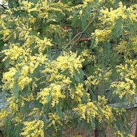 Acacia Dealbata - Mimosa