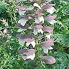 Acanthus Spinosus