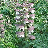 Acanthus Spinosus - Bear's Britches