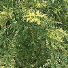 Acacia Pravissima