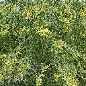 Acacia Pravissima - Ovens Wattle