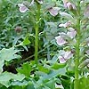 Acanthus Hungaricus