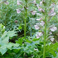 Acanthus Hungaricus - Bear's Britches