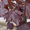 Acer Platanoides - Crimson King