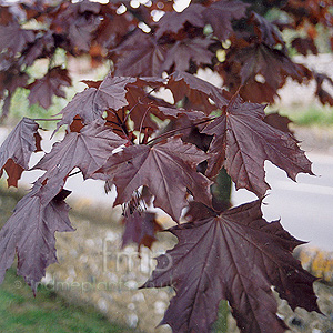 Acer Platanoides 'Crimson King' - Purple Norway Maple