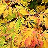 Acer Japonicum - Aconitifolium