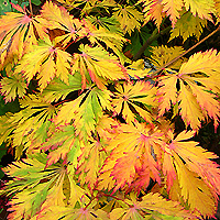 Acer Japonicum 'Aconitifolium' - Japanese Maple