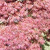 Acer Palmatum - Dissectum Atropurpureum