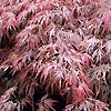 Acer Palmatum - Bloodgood