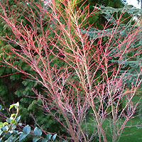 Acer Palmatum 'Senkaki' - Coral Bark Maple