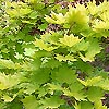 Acer Shirasawanum - aureum