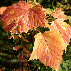 Acer Albolimbatum - Ornamental Maple