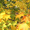 Acer Cappadocicum - Aureum