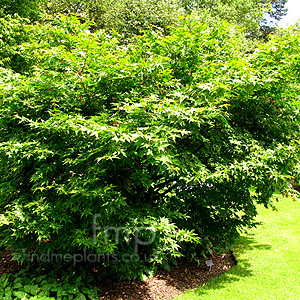 Acer Palmatum 'Bloodgood' - Japanese Maple