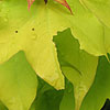 Acer Cappadocicum - Aureum