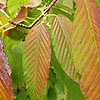 Acer Carpinifolium