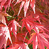 Acer Palmatum - Chitoseyama