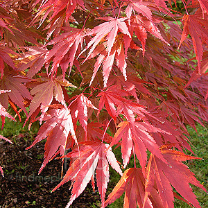 Acer Palmatum 'Chitoseyama'