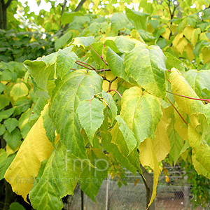 Acer X Conspicuum 'Silver Vein'