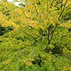 Acer Crataegifolium - Veitchii