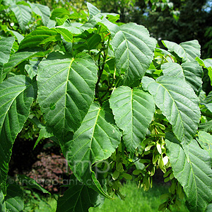 Acer Davidii 'Ernest Wilson'