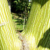 Acer Davidii - Autumn Glory