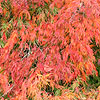 Acer Palmatum - Dissectum