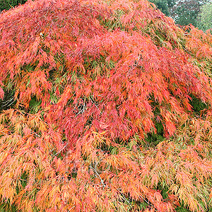 Acer Palmatum 'Dissectum' - Cut Leaved Japanese Maple