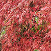 Acer Palmatum - Dissectum inabashidare