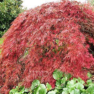 Acer Palmatum 'Dissectum inabashidare'