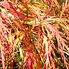 Acer Palmatum - Dissectum Atropurpureum