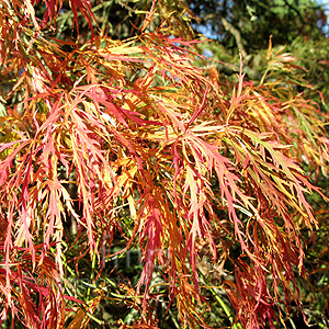 Acer Palmatum 'Dissectum Atropurpureum'' - Japanese Maple