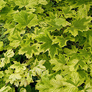 Acer  Platanoides  'Drummondii'